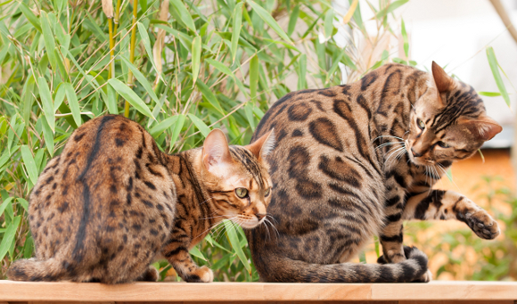 Bengal Cats sitting on Garden Table