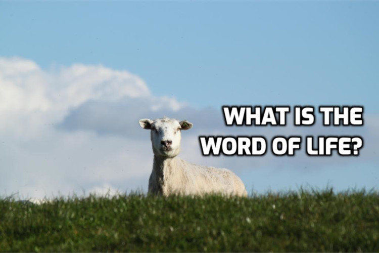 What is the Word of Life? | WednesdayintheWord.com