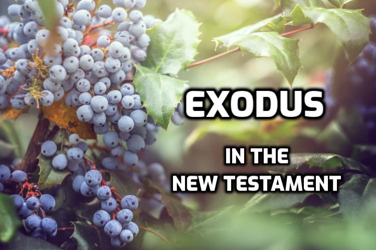 Exodus Quotes in the New Testament | WednesdayintheWord.com