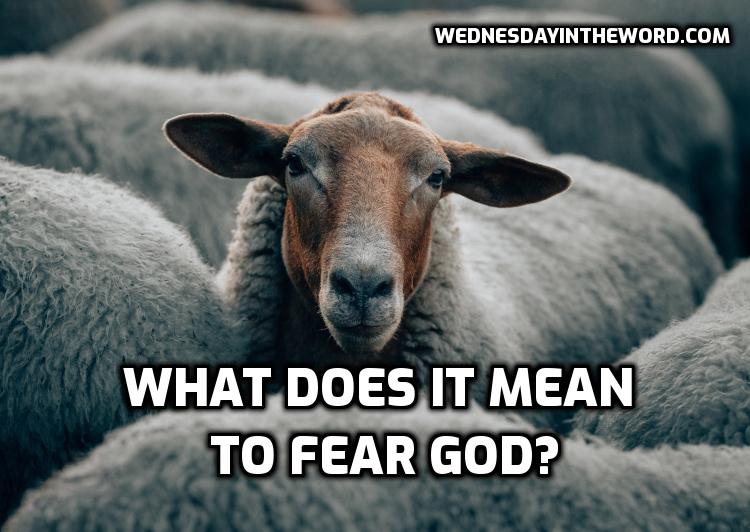 What does it mean to "fear" God? - Bible Study | WednesdayintheWord.com