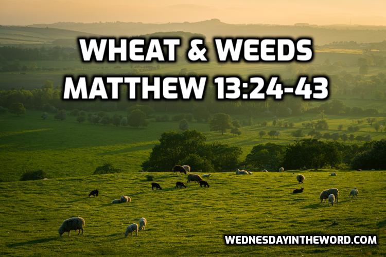 Parable of the Wheat and Weeds - Bible Study | WednesdayintheWord.com